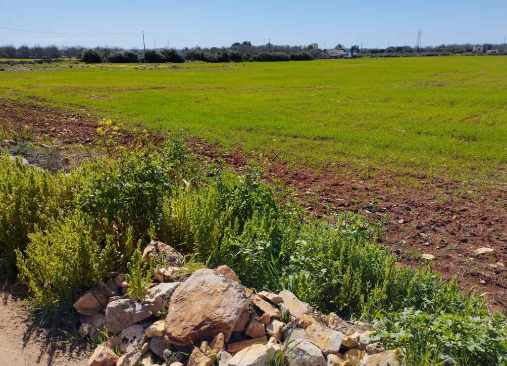 Terreno di 3 ettari ad Alessano