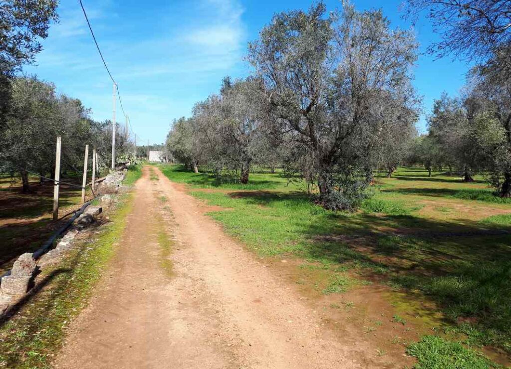 Uliveto disseccato in agro di Presicce in contrada cavalcatore